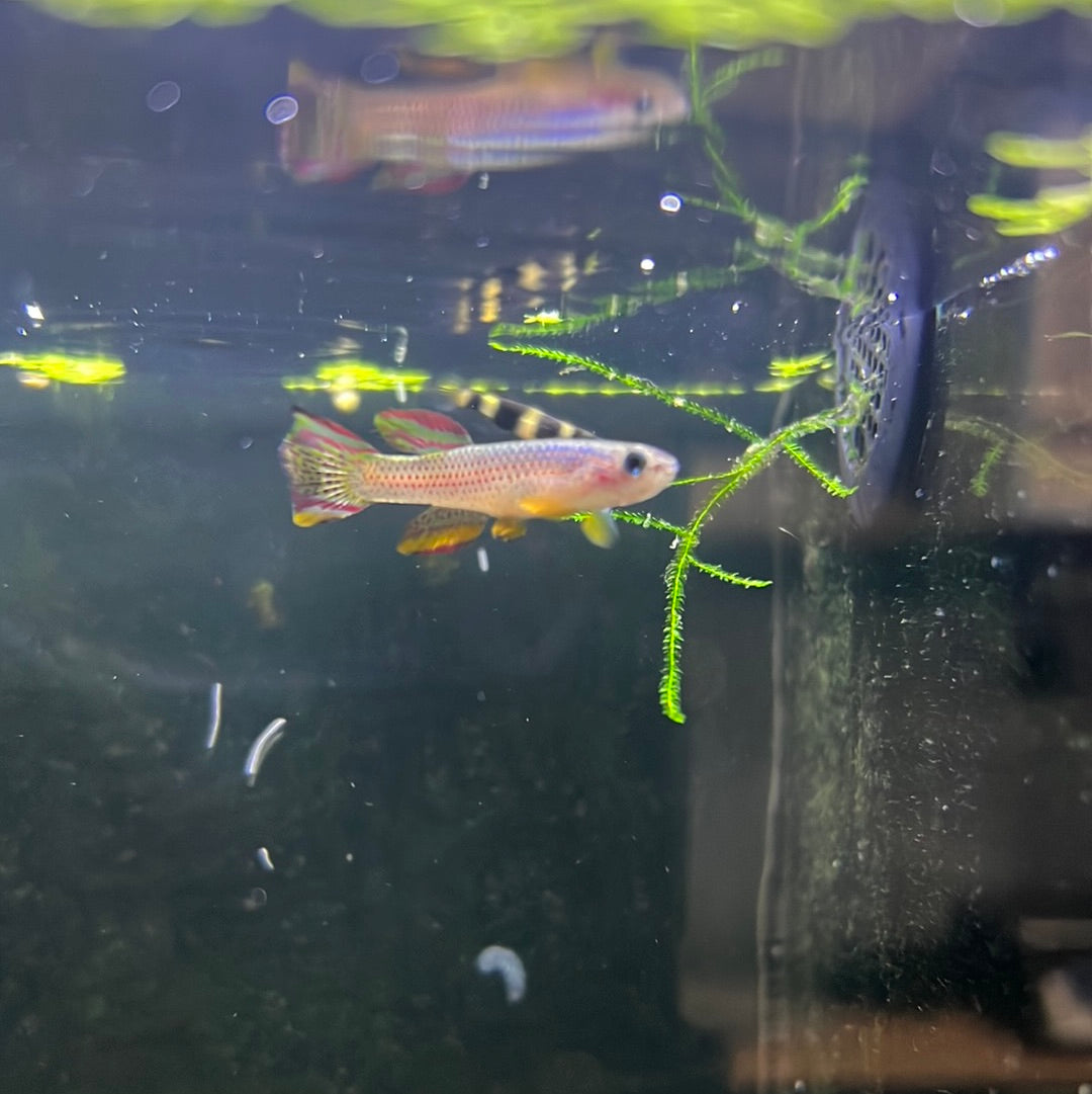 Red-striped Killifish (Aphyosemion striatum)