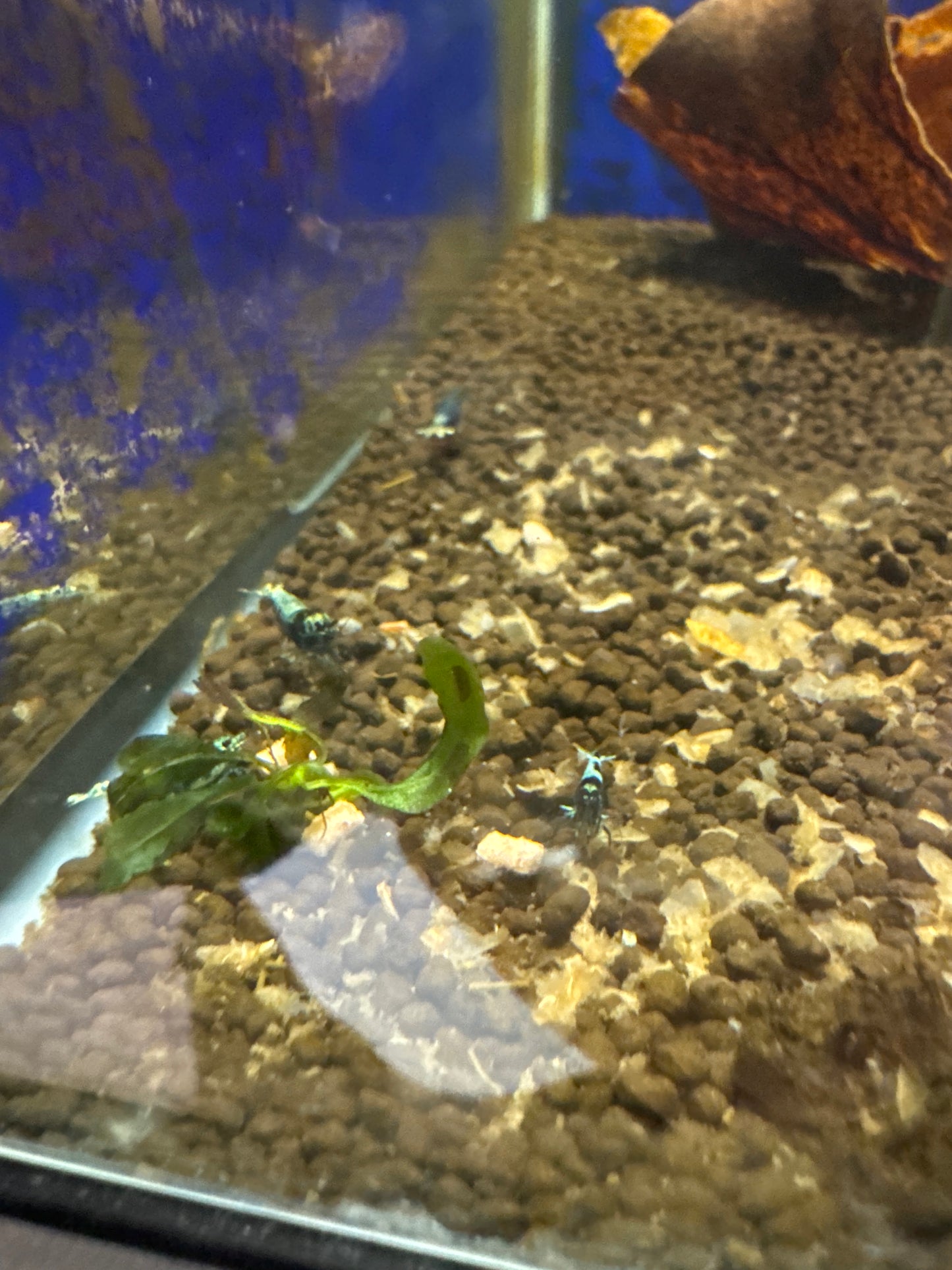 mix taiwan bee shrimp