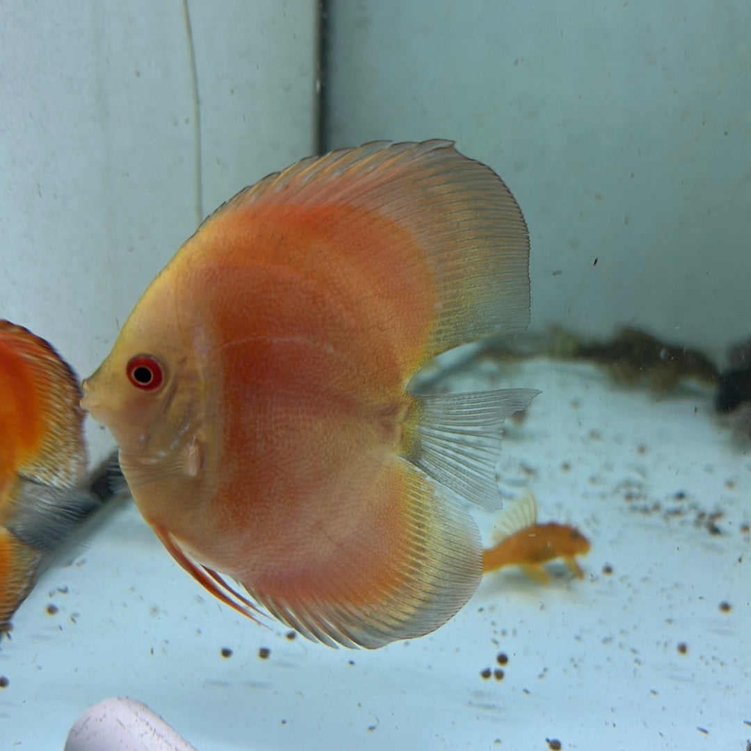 Assorted Bulldog Discus (Symphysodon sp.)