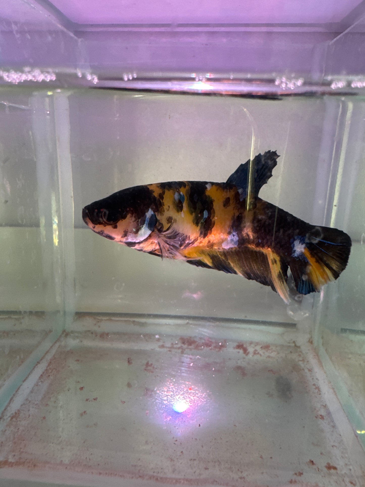 Giant yellow Koi Galaxy
