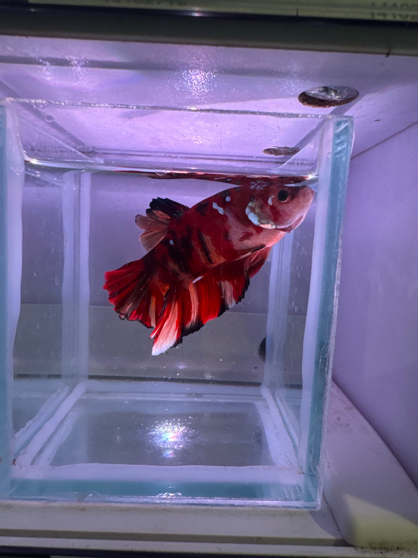 Giant Koi Betta