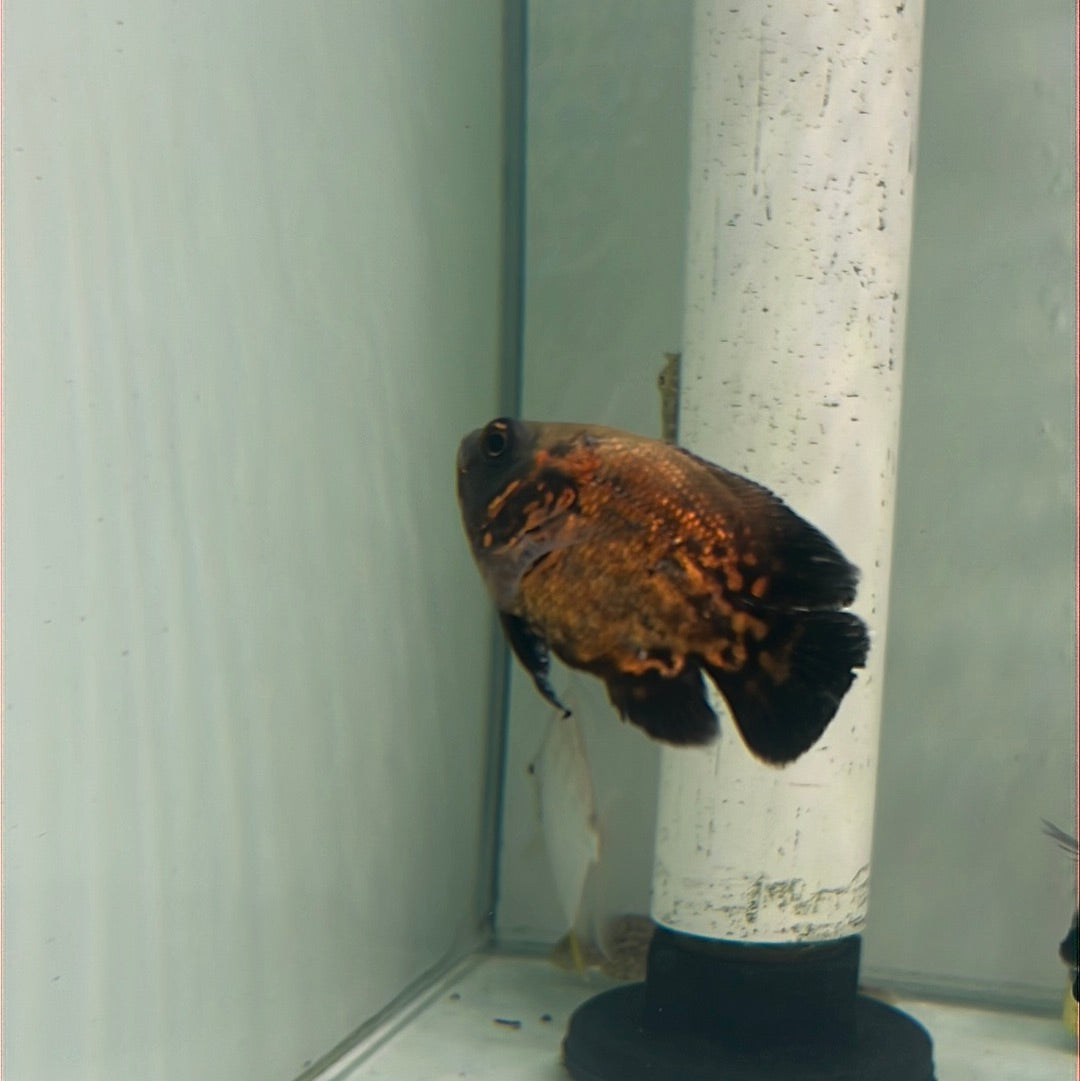 Balloon Red Oscar (Astronotus ocellatus)