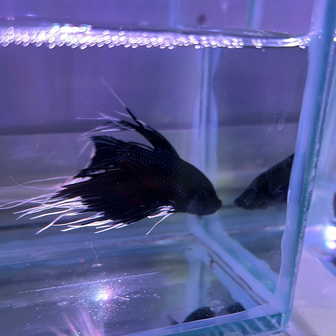 White Tip Black Crown Tail Betta (Betta splendens)