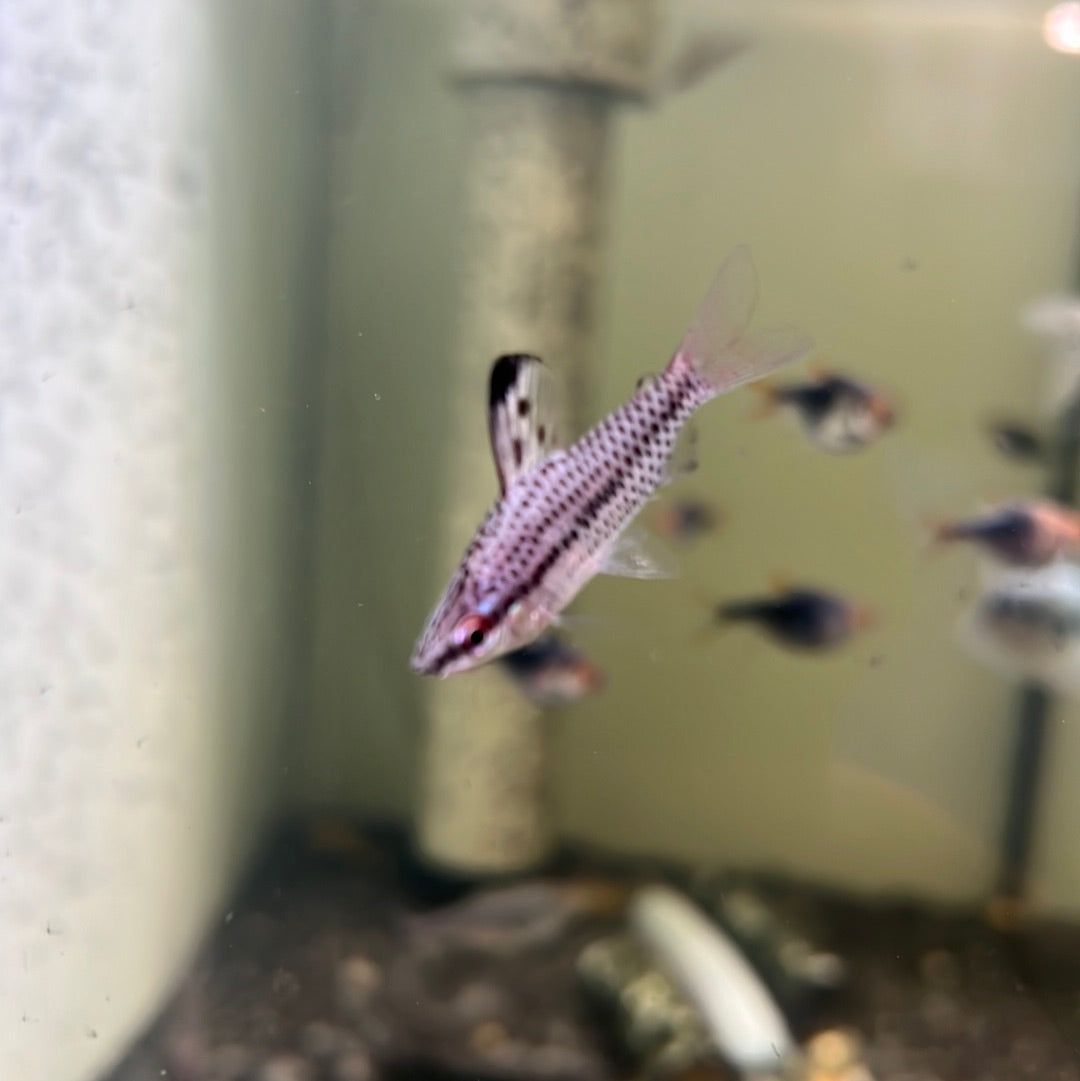 Spotted Headstander ( Chilodus punctatus )