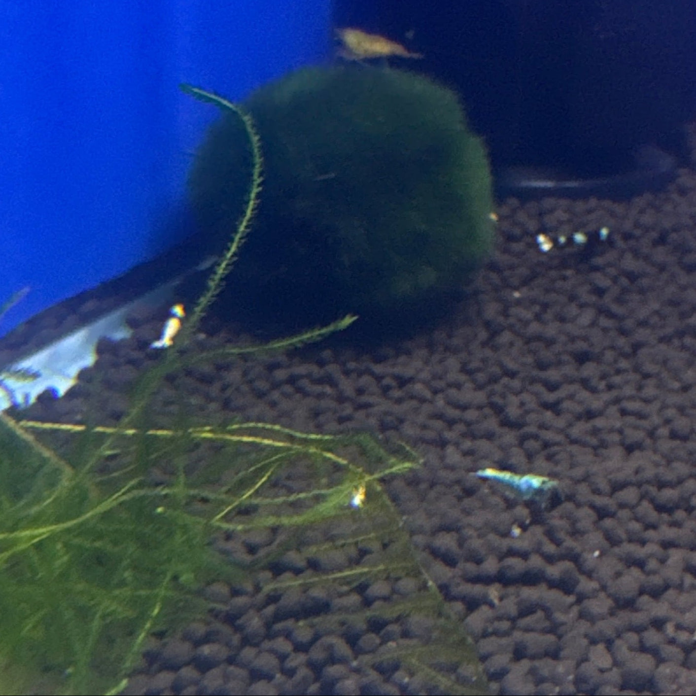 mixed cardinas shrimp