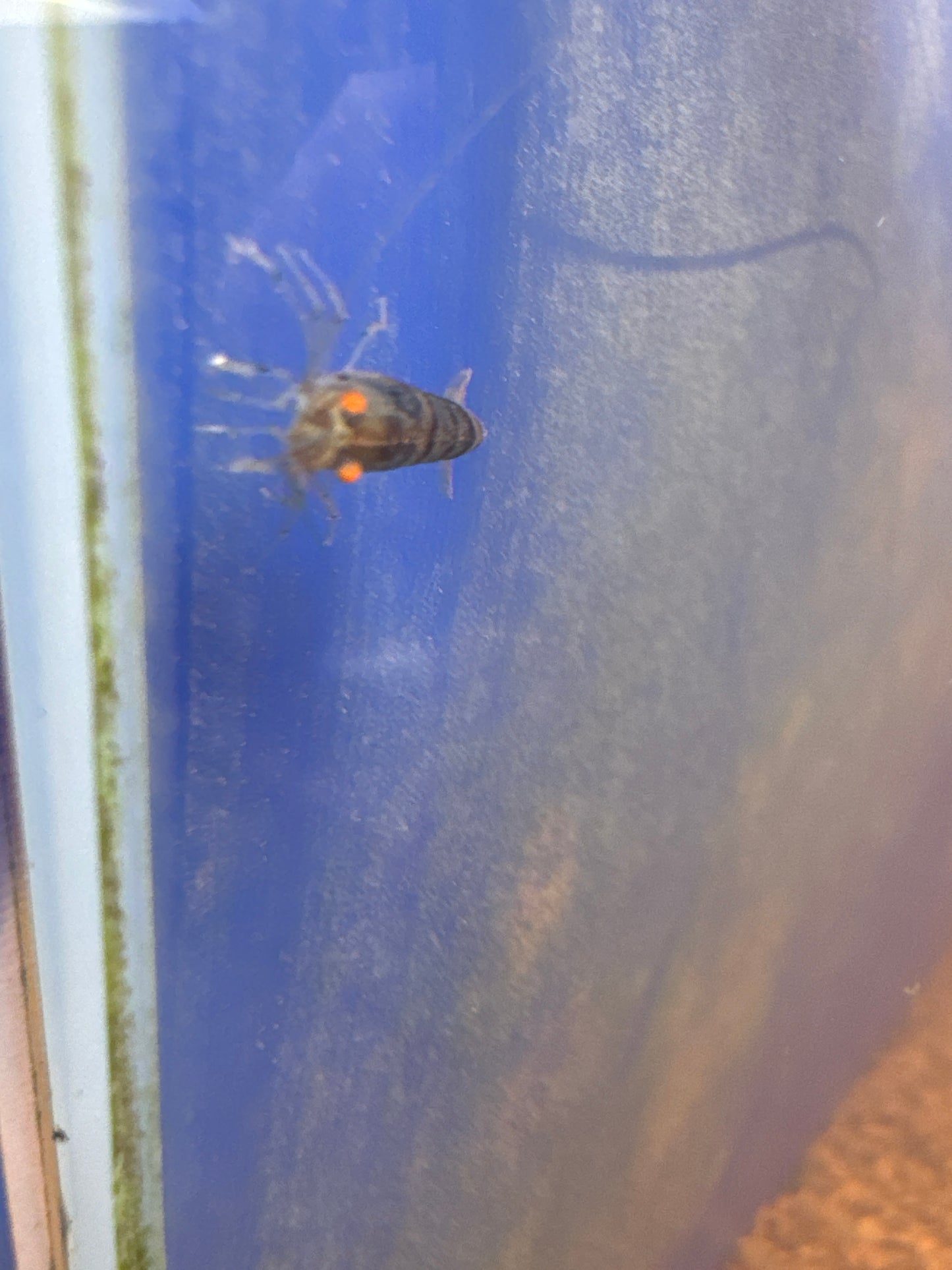 Orange Eye Blue Tiger shrimp (Caridina)