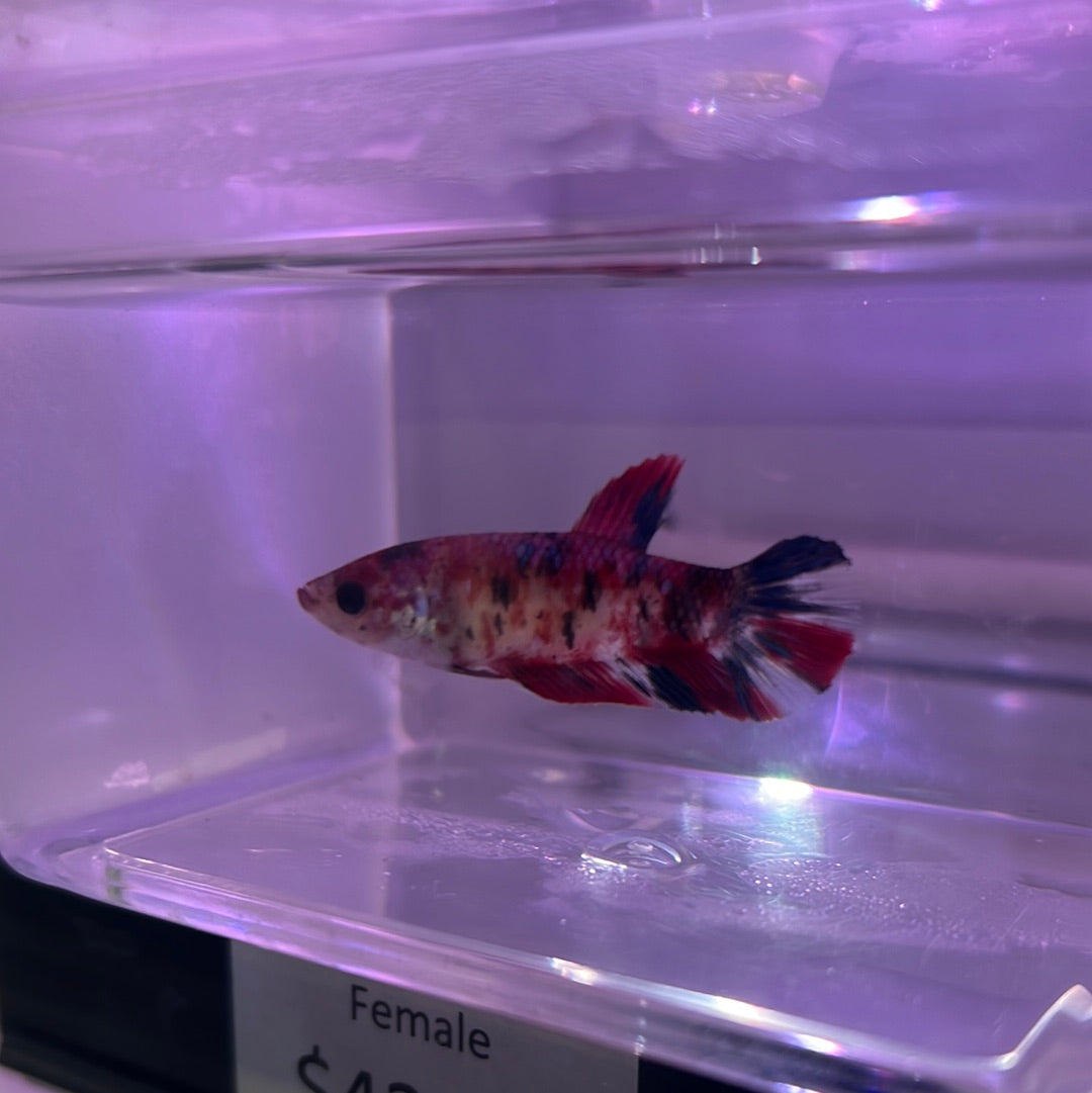 Koi plakat (Betta splendens)