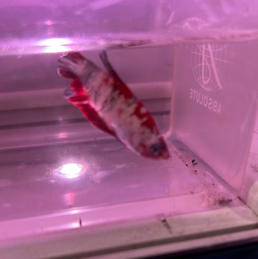 Copper red galaxy betta (Betta splendens)