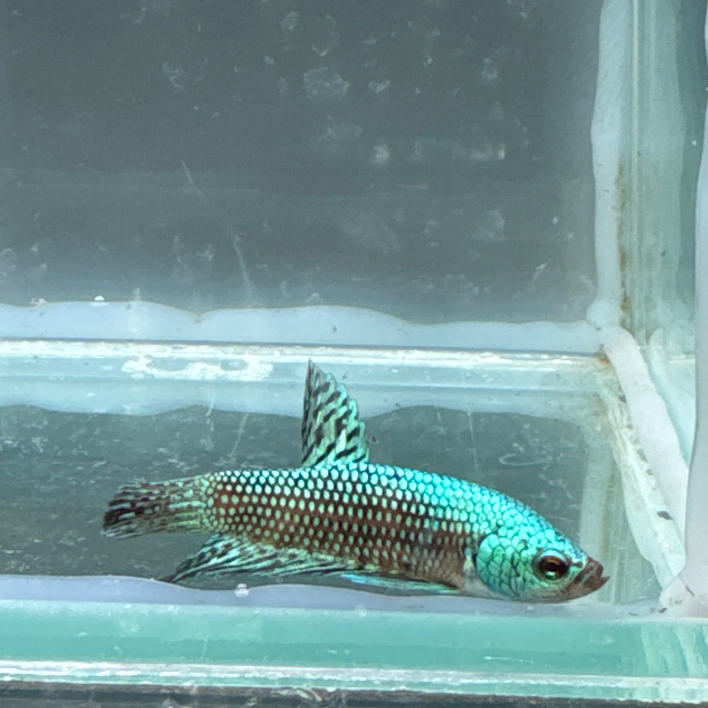 Blue alien betta