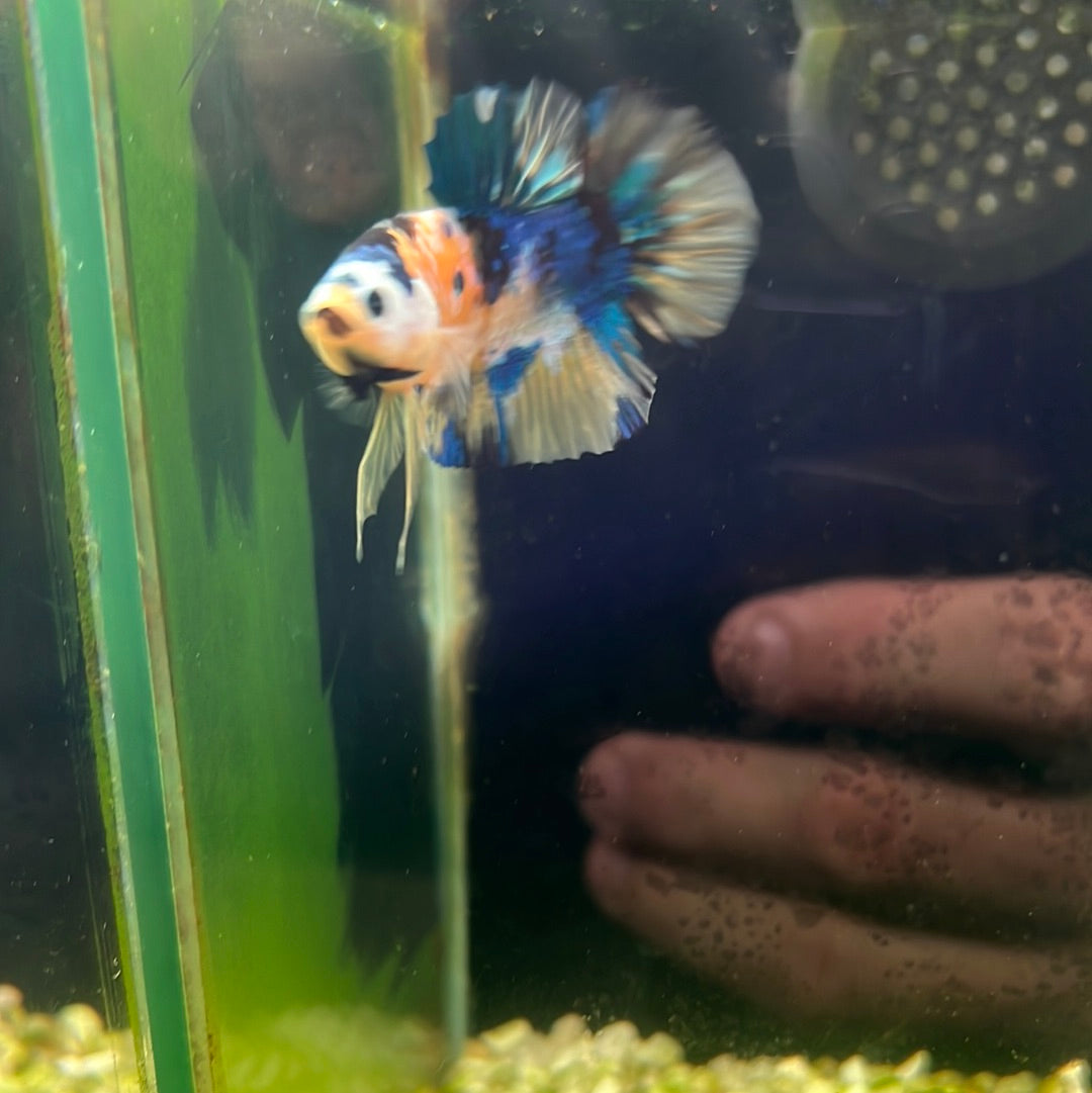 Yellow black Koi plakat (Betta splendens)