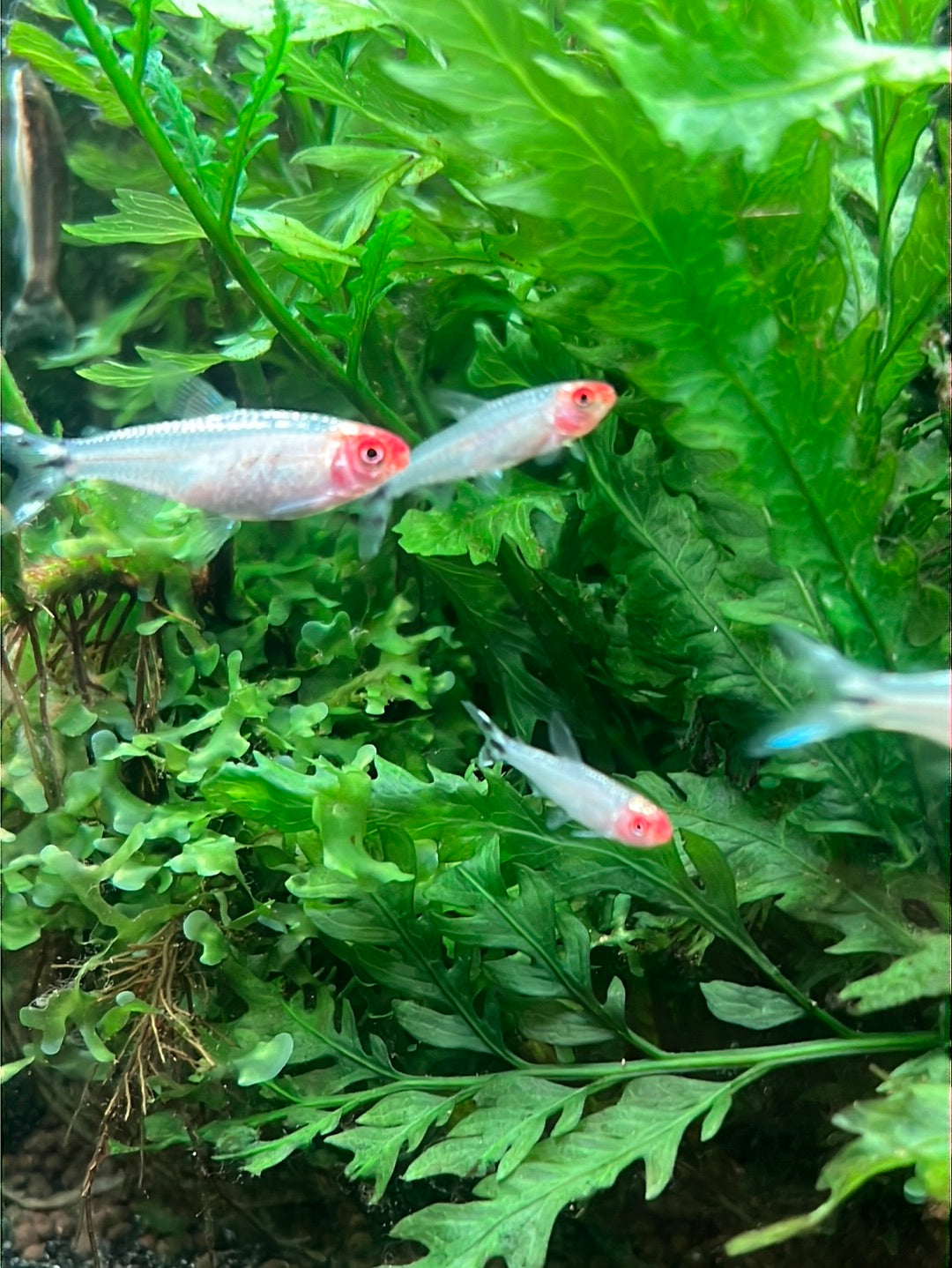 Platinum Rummy Nose Tetra (Diamond Head) (Hemigrammus Rhodostomus)