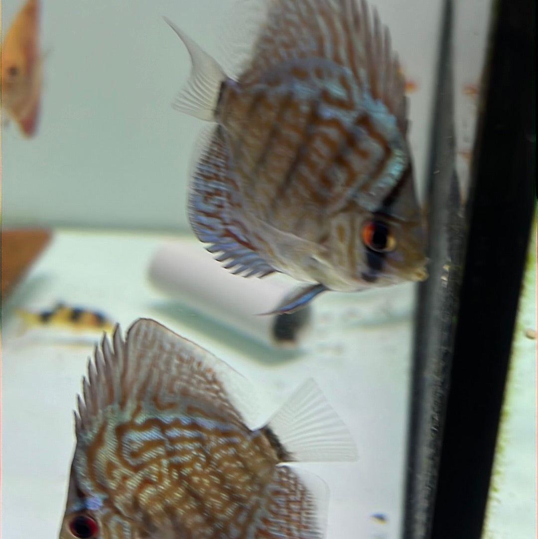 Blue Turquoise Discus (Symphysodon sp.)