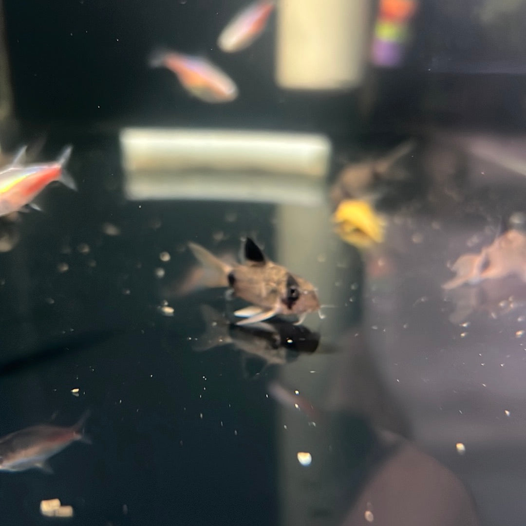 Panda Long Fin Corydoras
