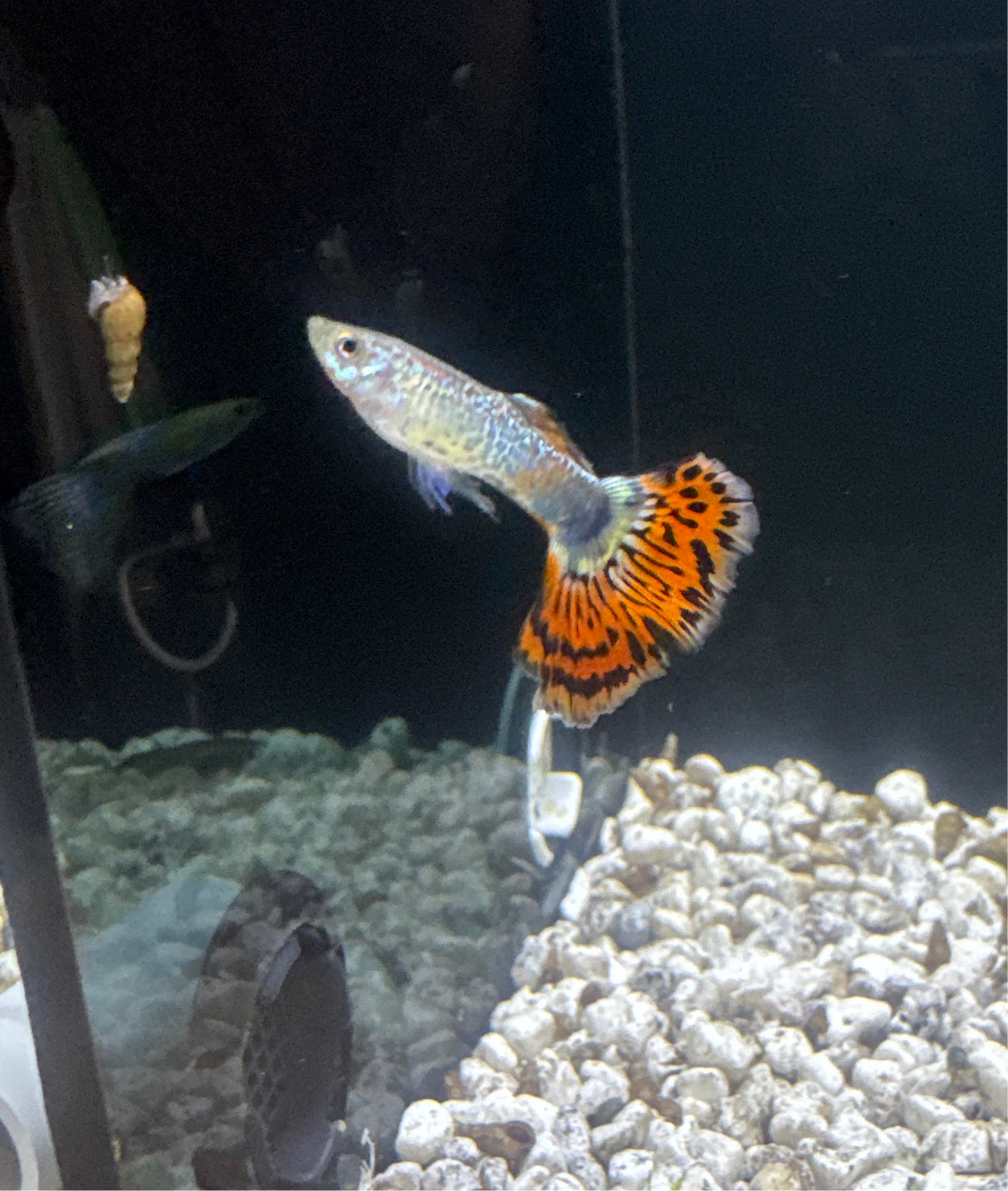 Guppies pairs (Poecilia reticulata)