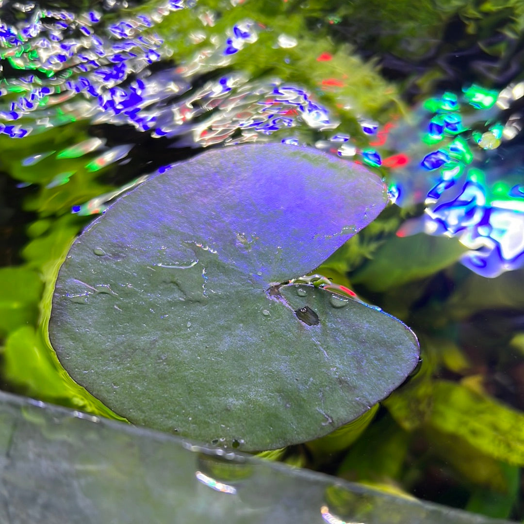 Nymphoides aquatica SUBMERSED/PLANT Banana Lily S057