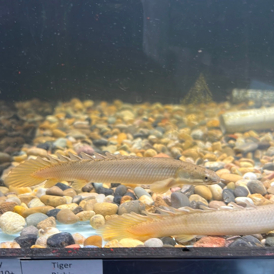 Senegal Bichir (Polypterus senegalus)