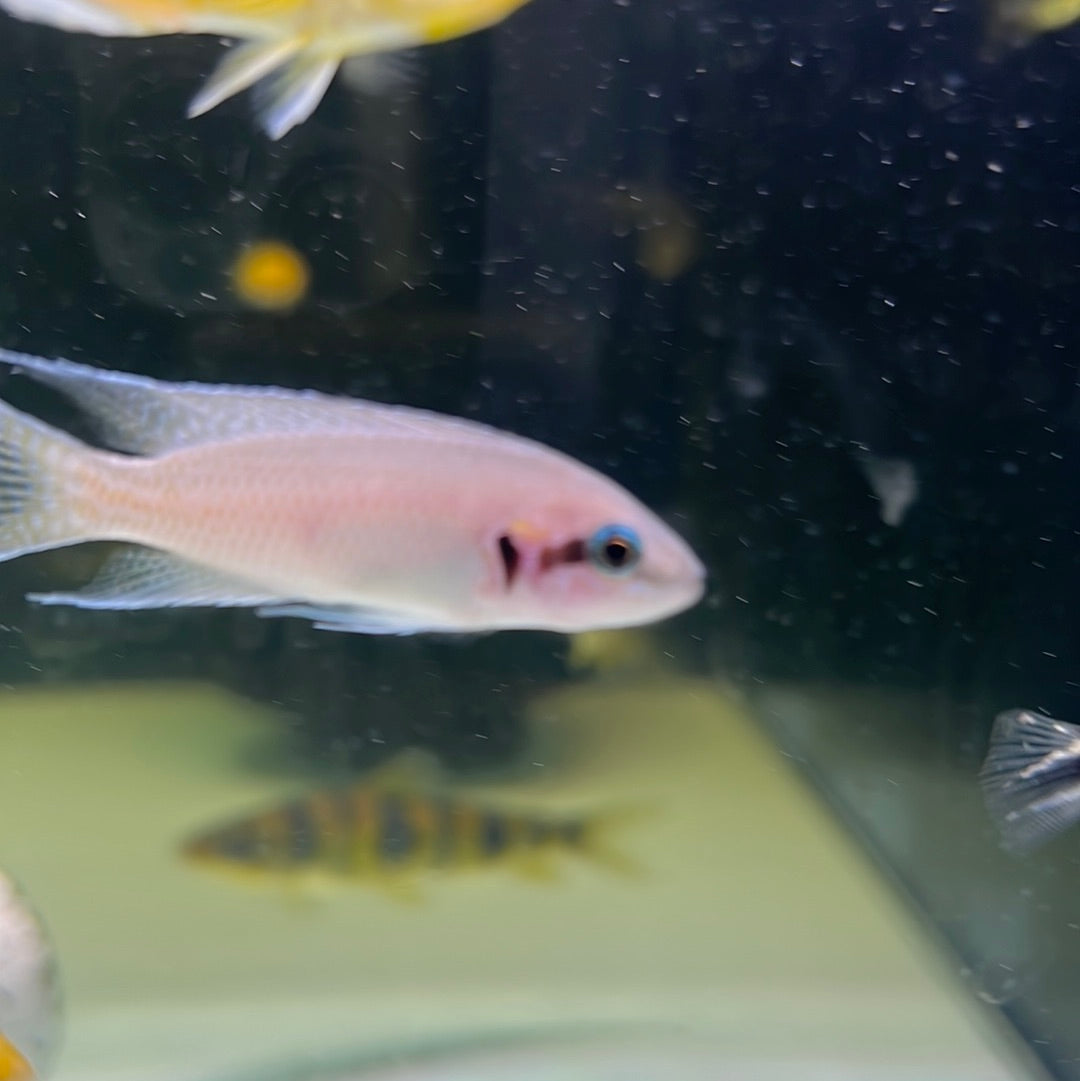 Princess Cichlid (Neolamprologus brichardi)