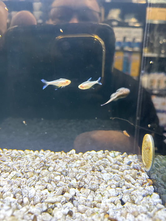 Albino Cochu's Blue Tetra (Boehlkea fredcochui)