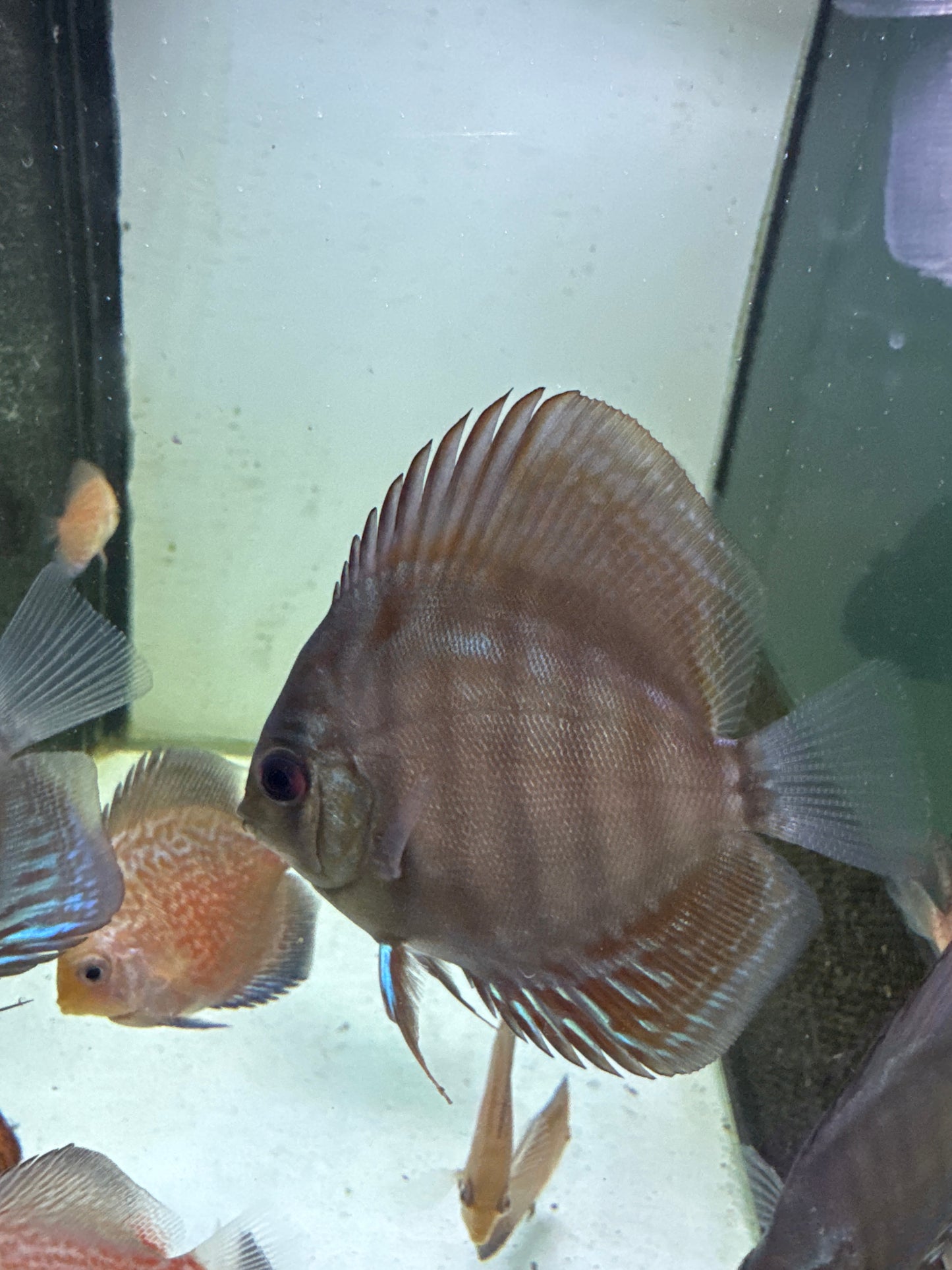 Mosaic Leopard Discus (Symphysodon sp.)