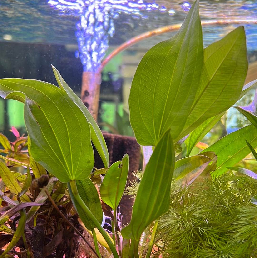 Echinodorus SP. "AC Sunrise" Submersed S173