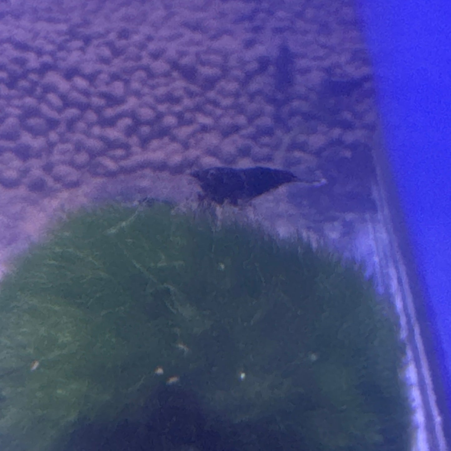 black rose shrimp (Neocaridina)