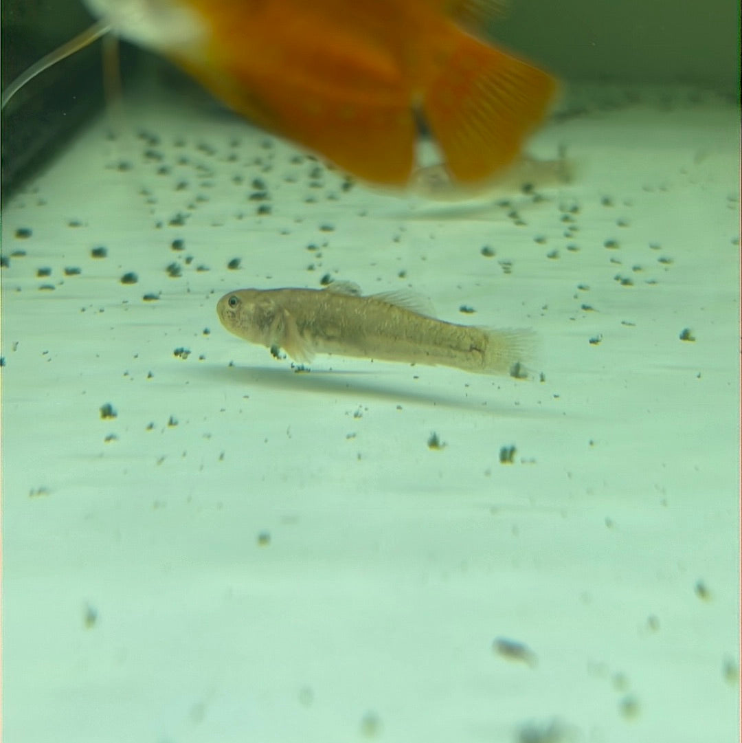 Desert Goby (Chlamydogobius Eremius)