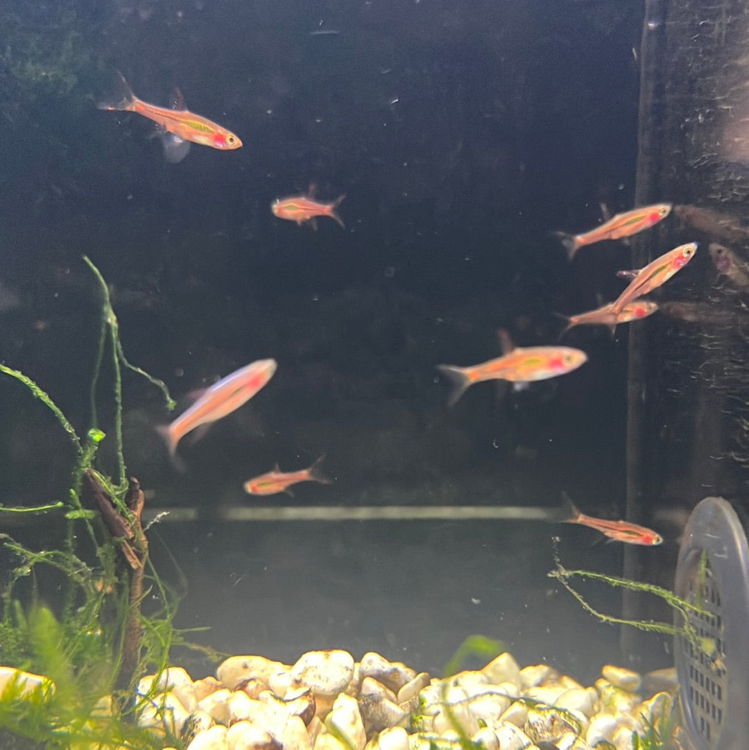 Chili Rasbora (Boraras brigittae)