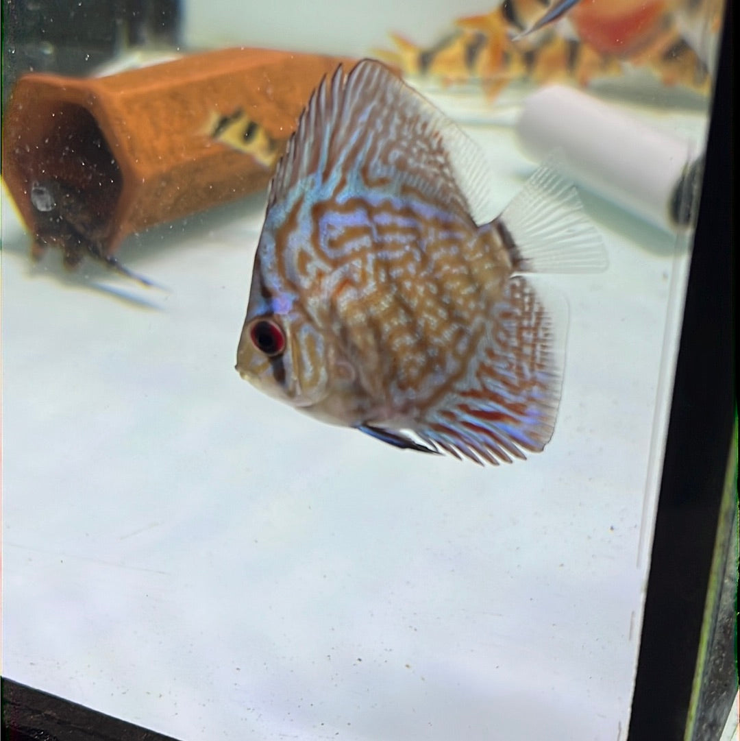 Blue Turquoise Discus (Symphysodon sp.)