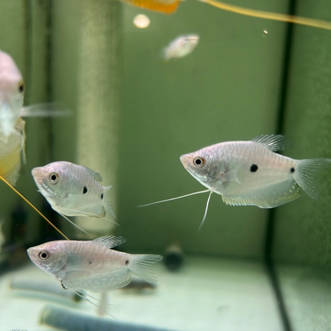 Two spot gourami