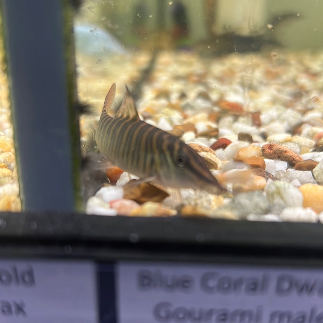 green tiger loache (Syncrossus hymenophysa )