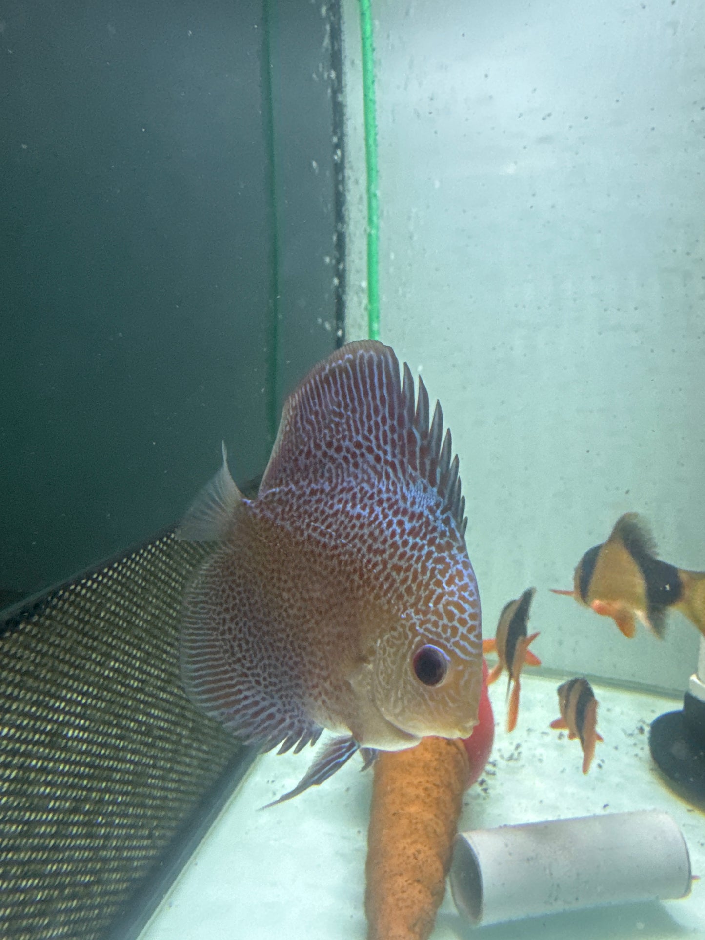 Spotted Eruption Discus (Symphysodon sp.)