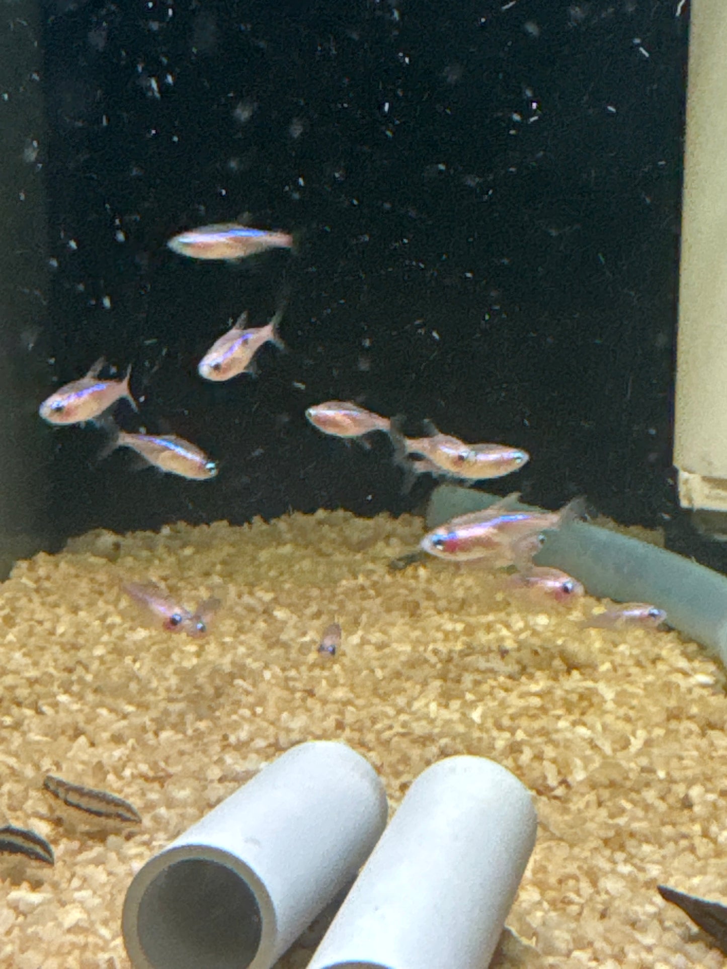 Platinum Neon Tetra (Paracheirodon innesi)