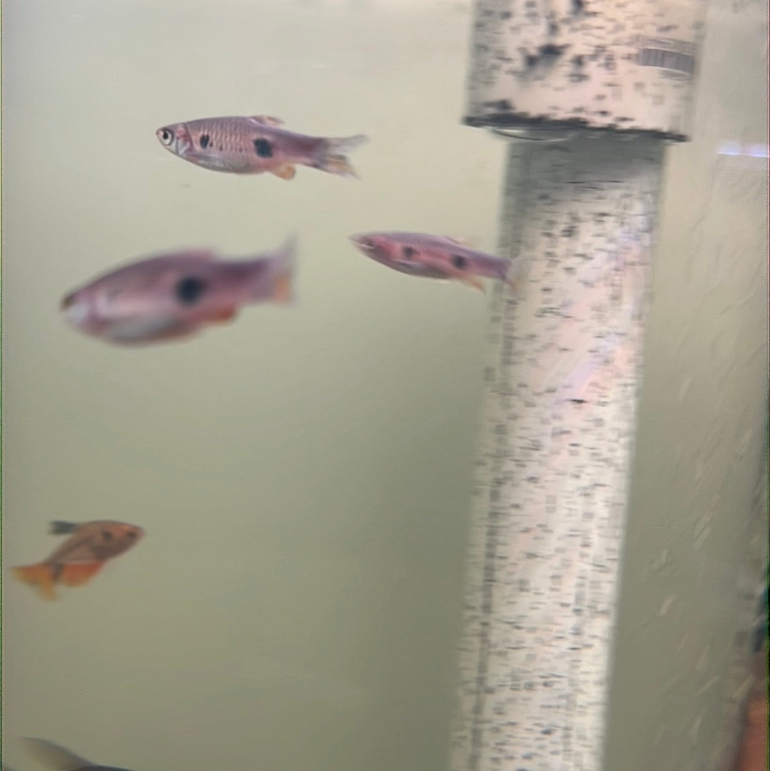 Kalarhroma (clown) Rasbora (Rasbora kalochroma)
