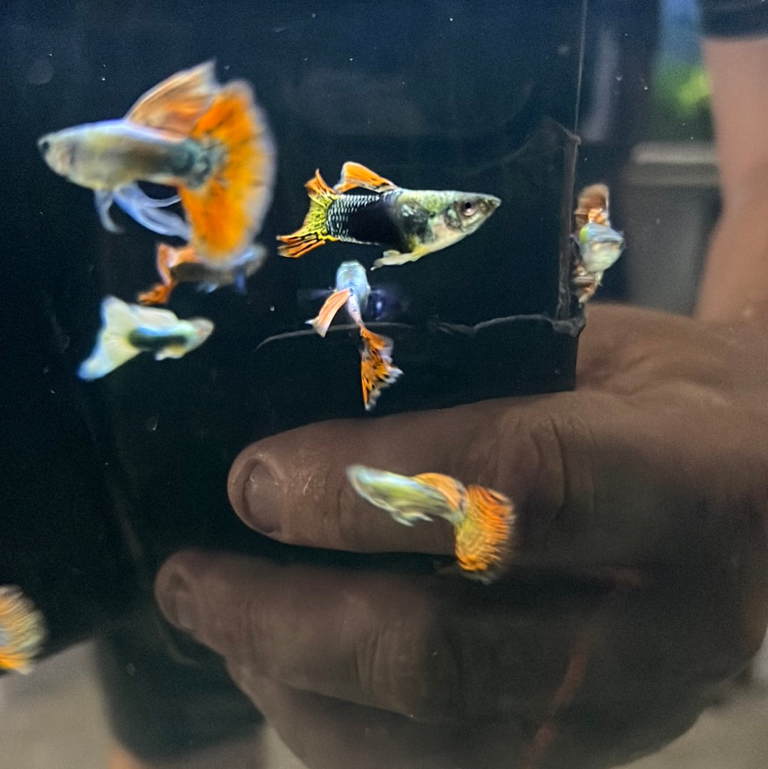 Dumbo Guppies (Poecilia reticulata)