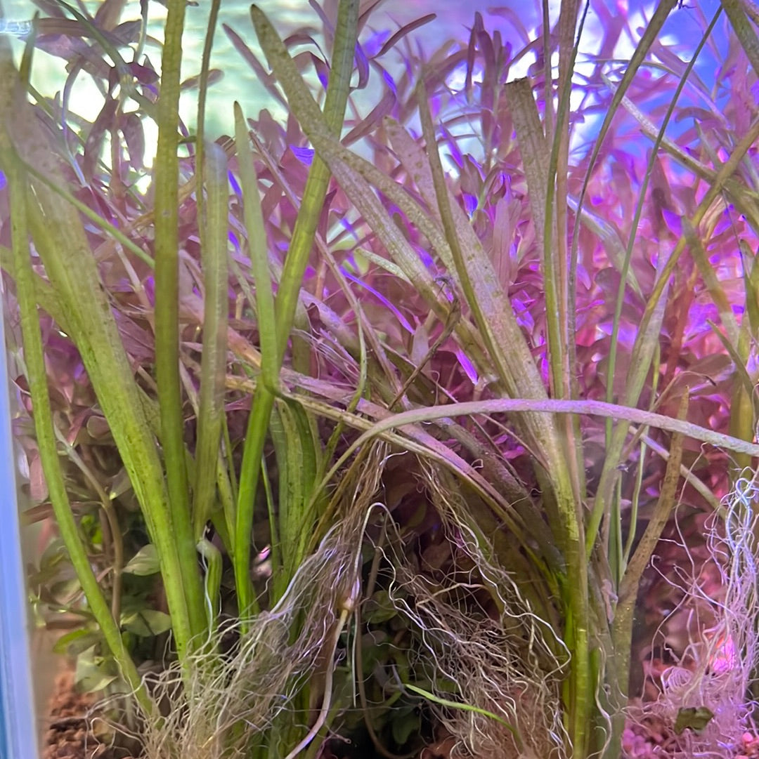 Sagittaria Subulata Dwarf Sag s109