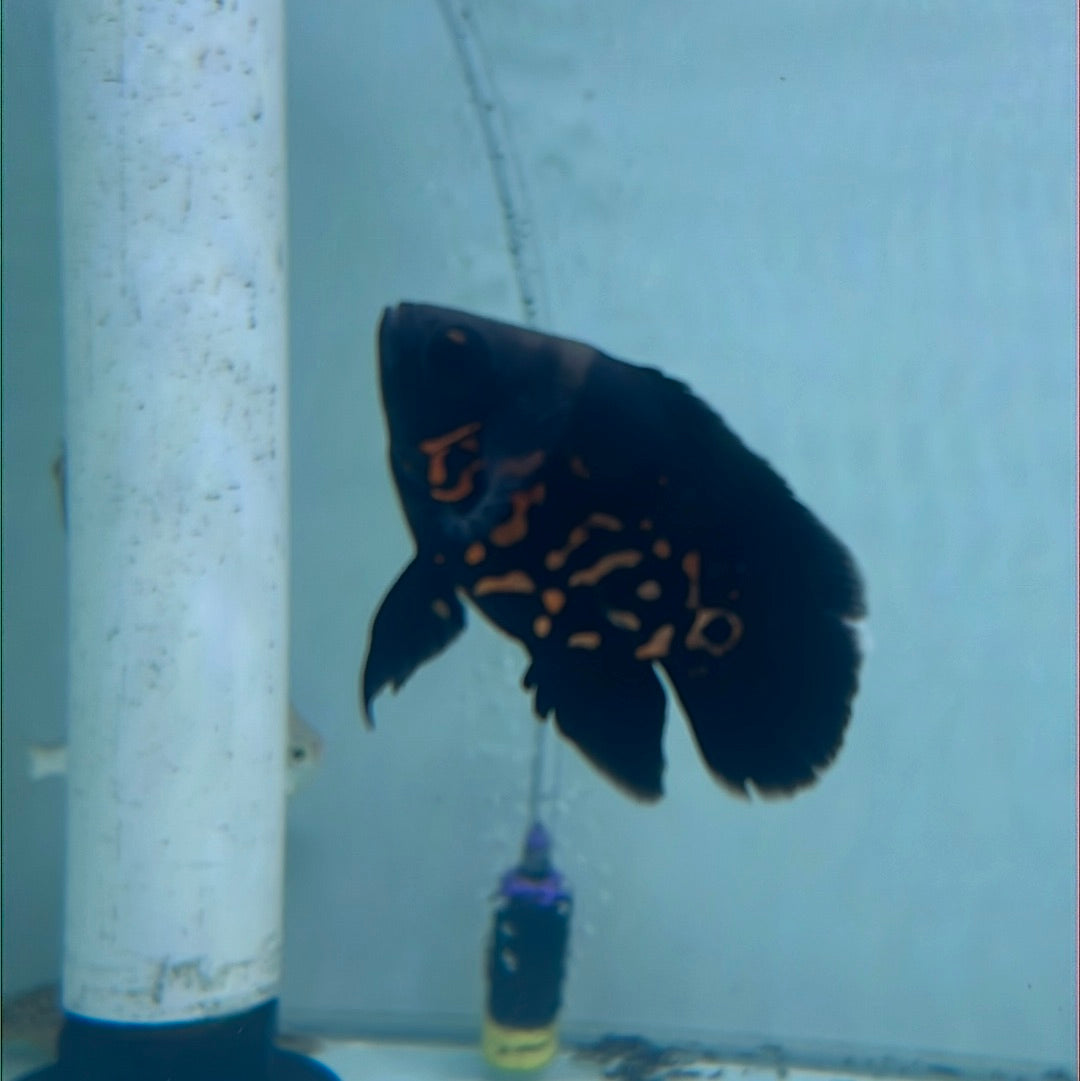 Balloon Red Tiger Oscar (Astronotus ocellatus)