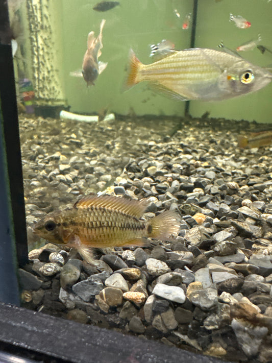 Apistogramma Red Edge (Apistogramma Viejita)
