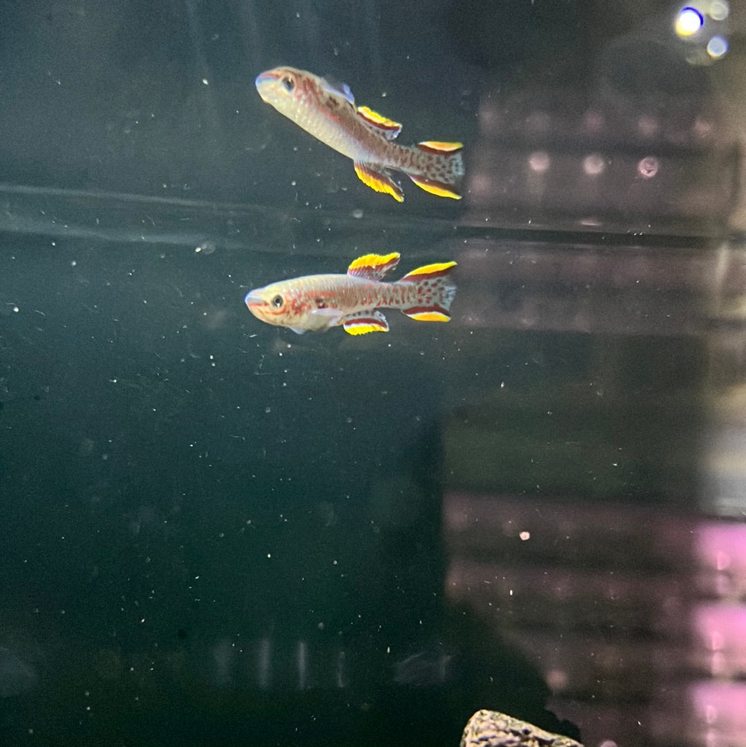 Aphyosemion Gardneri Albino (Aphyosemion gardneri )