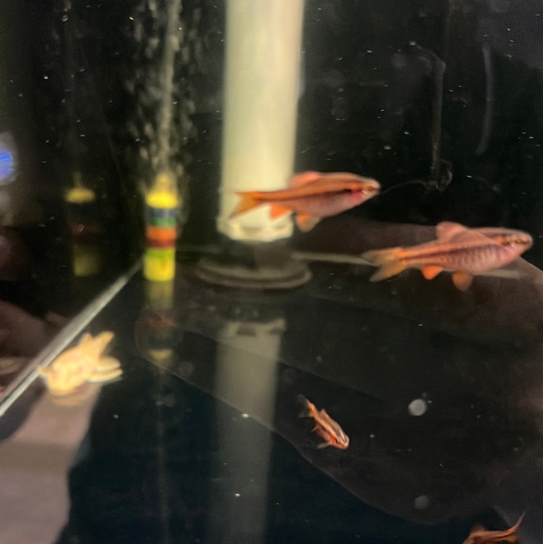 Longfin Cherry Barb (Puntius titteya)