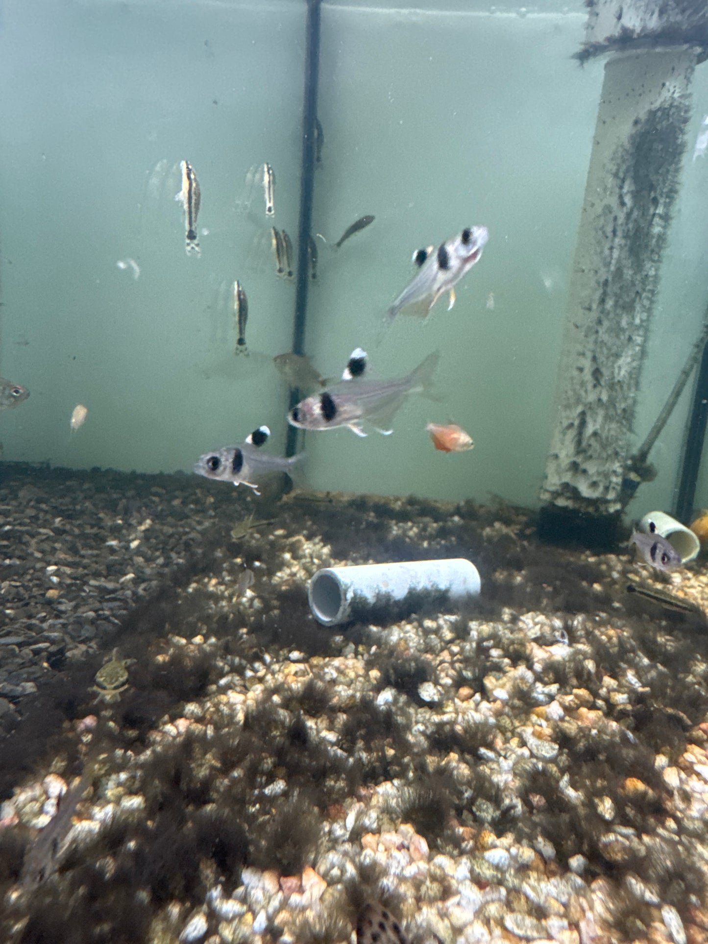 Coffee bean tetra (Hyphessobrycon takasei)