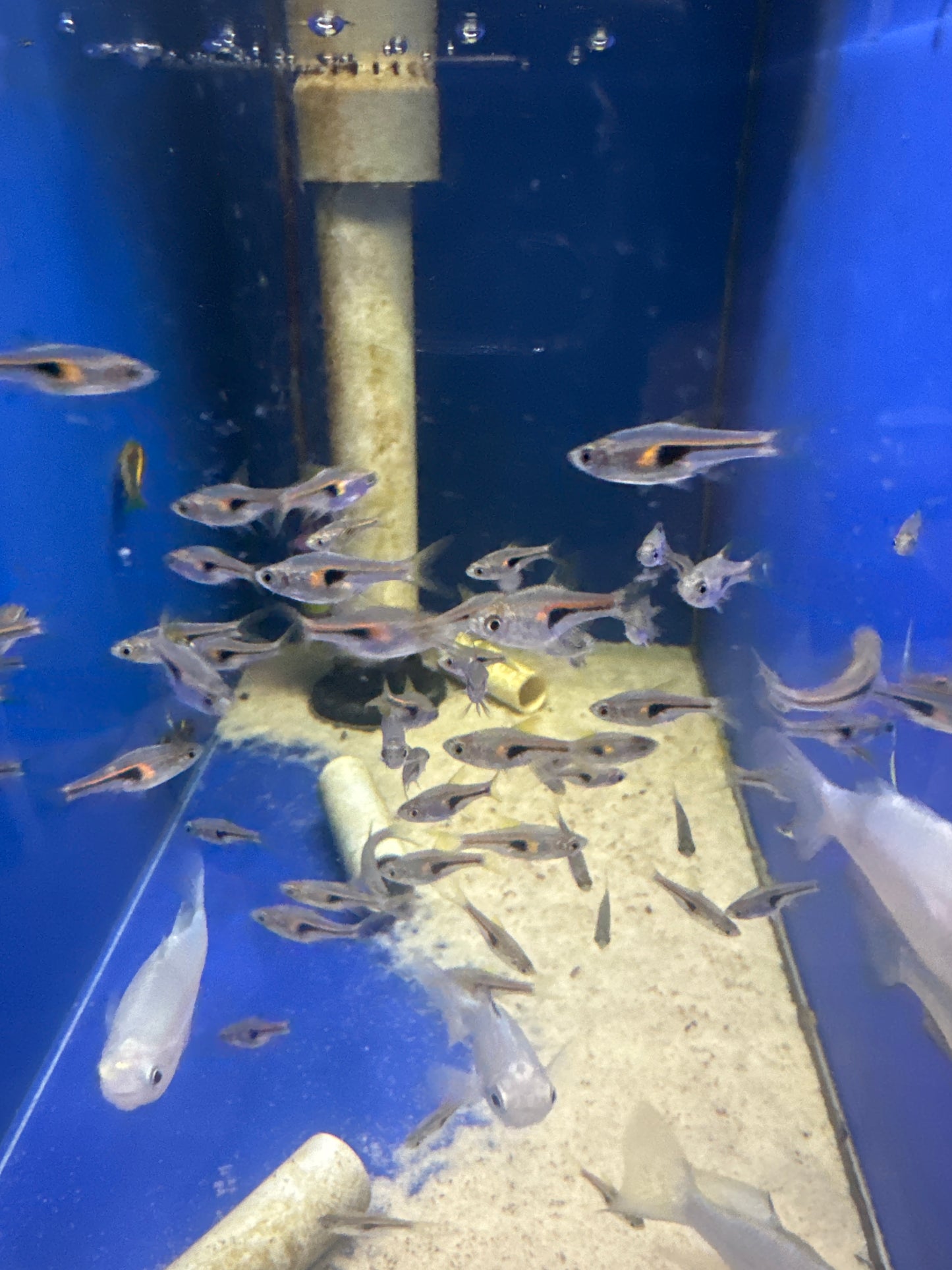 Hengeli Rasbora (Trigonostigma hengeli )