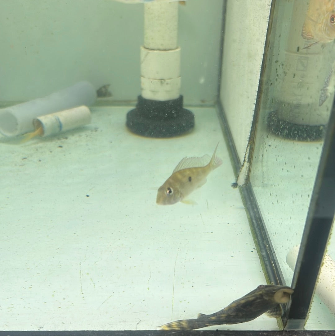 Sven’s Eartheater Cichlid (Geophagus sp. “Sveni”)