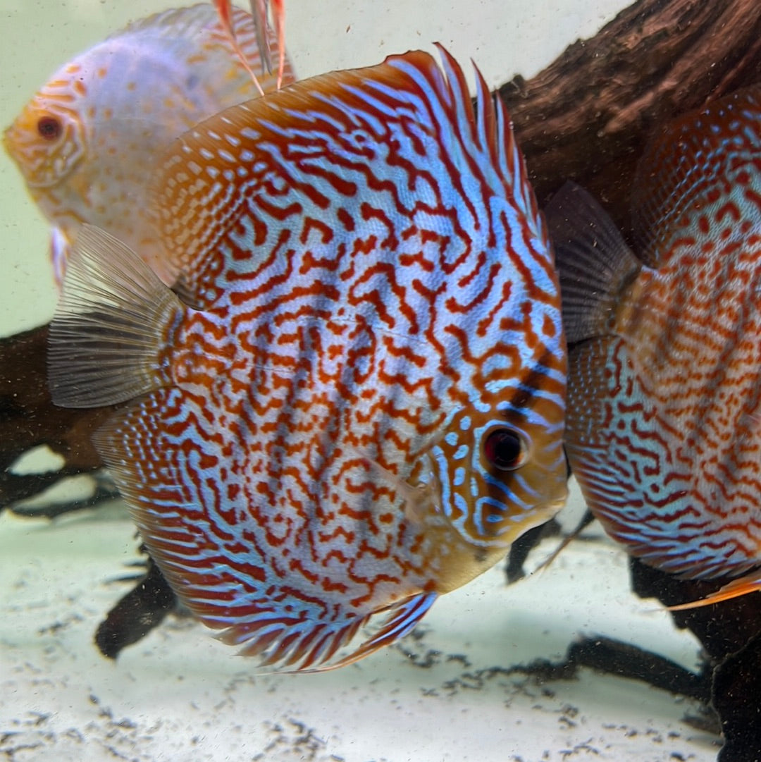 Panthera Leopard Discus (Symphysodon sp.)