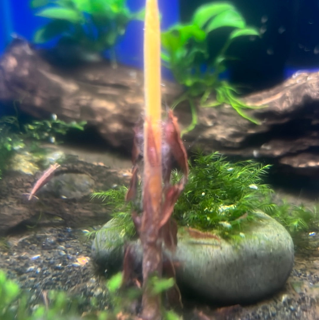 Serious About Shrimp Pops 10pk (SAS)