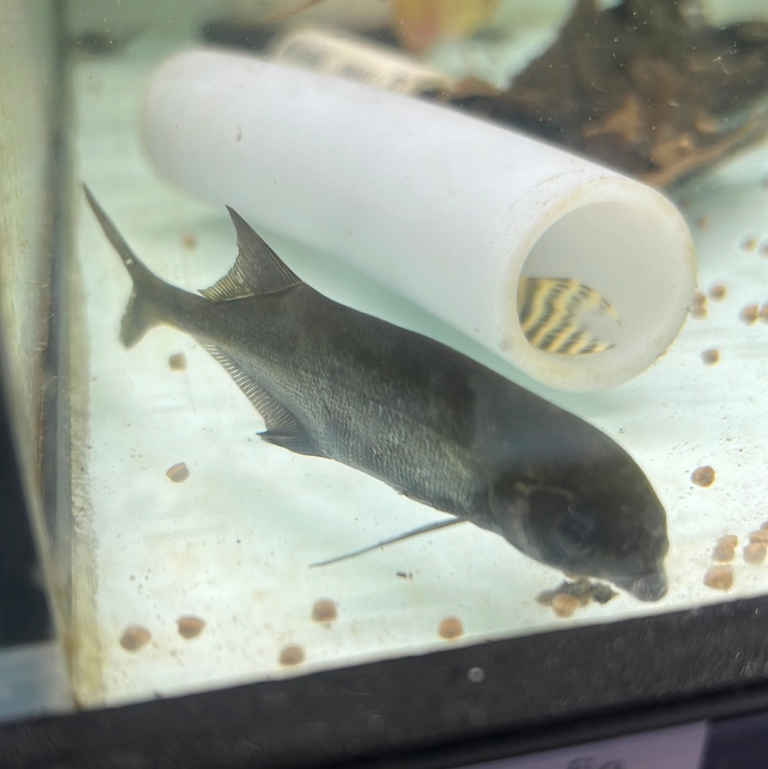 Freshwater Dolphin (Marcusenius macrolepidotus)