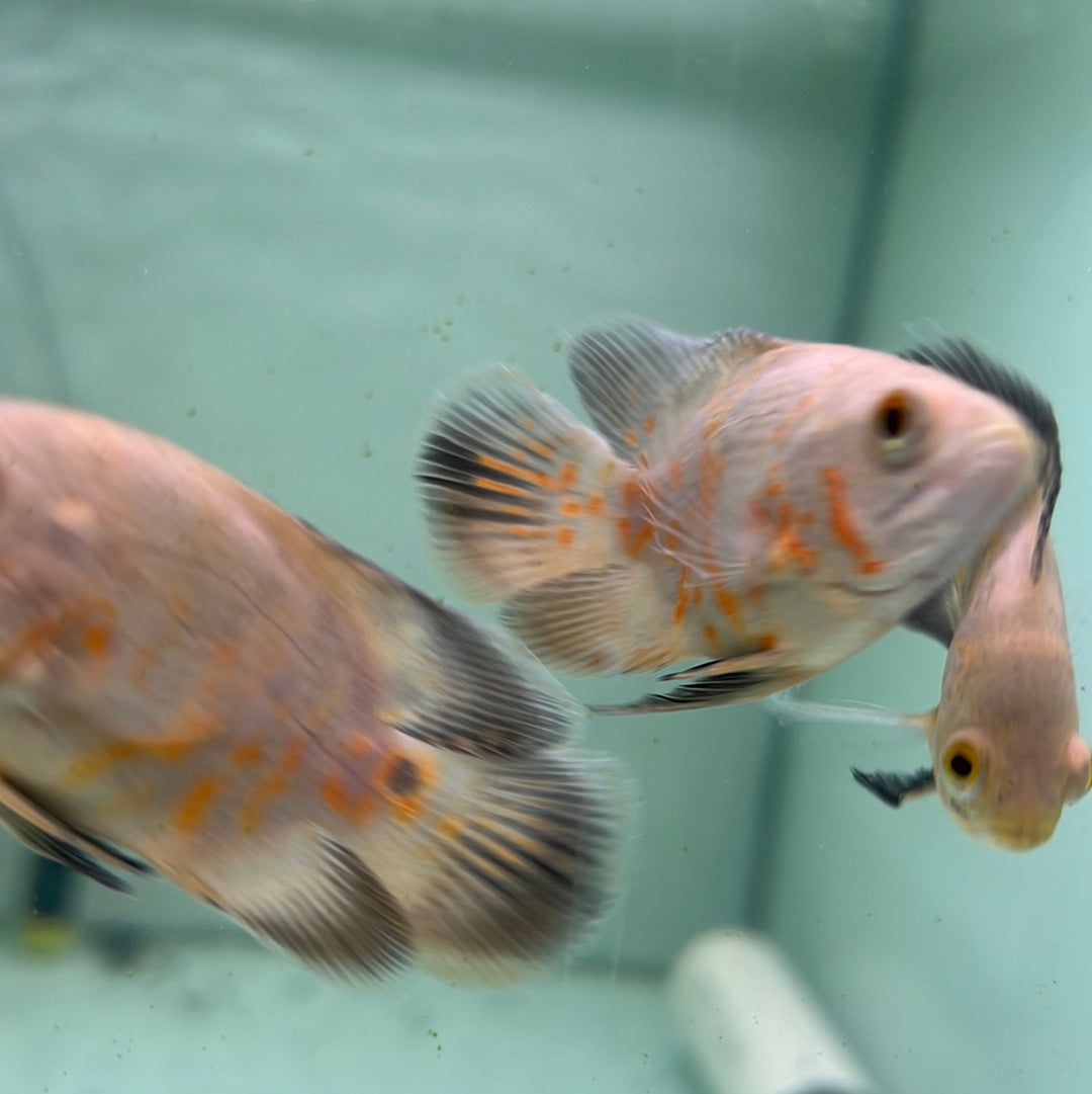 Balloon Albino Red Tiger Oscar (Astronotus ocellatus)