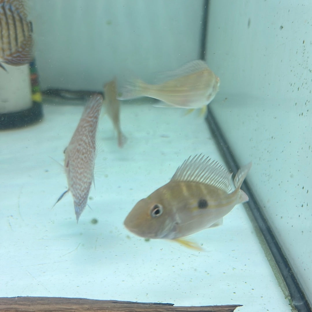 Stripetail Eartheater (Geophagus winemilleri)