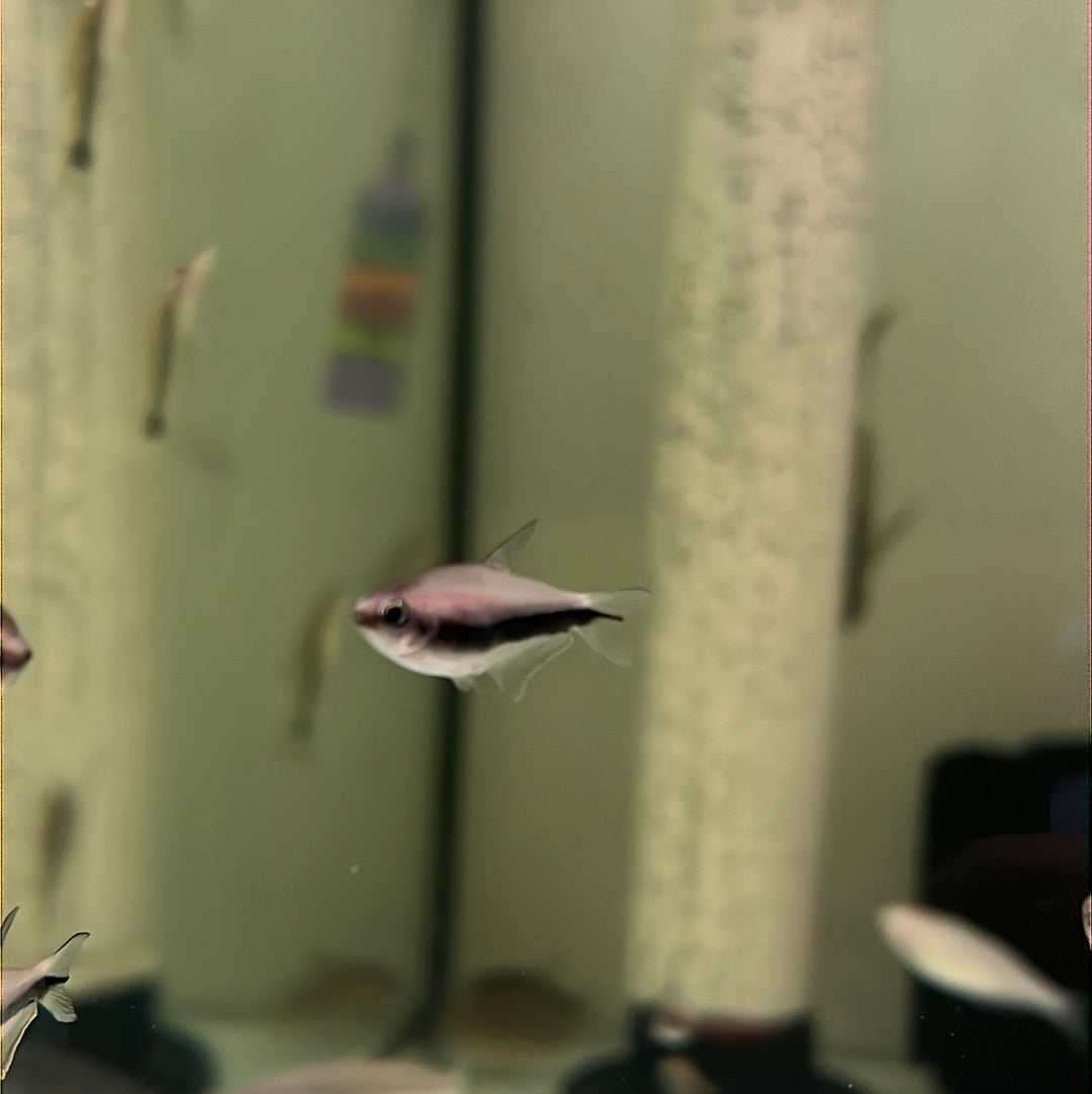 Emperor Tetra (Nematobrycon Palmeri)