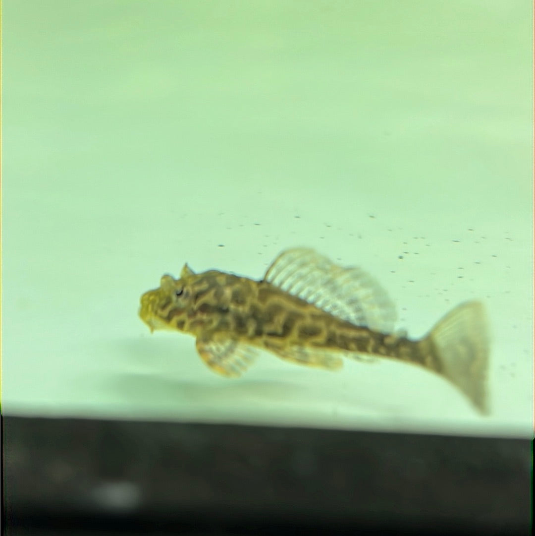Fine line Gold Spot Pleco (Glyptopterichthys sp)
