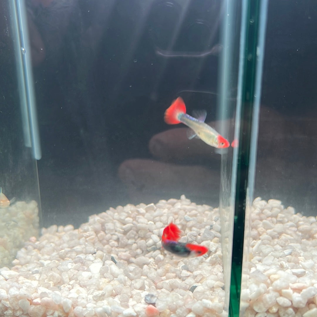 Guppies pairs (Poecilia reticulata)